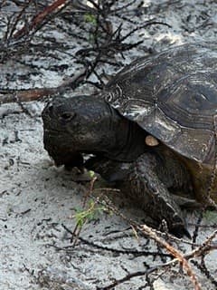 Coastal Cleanup Turtle thumbnail image.