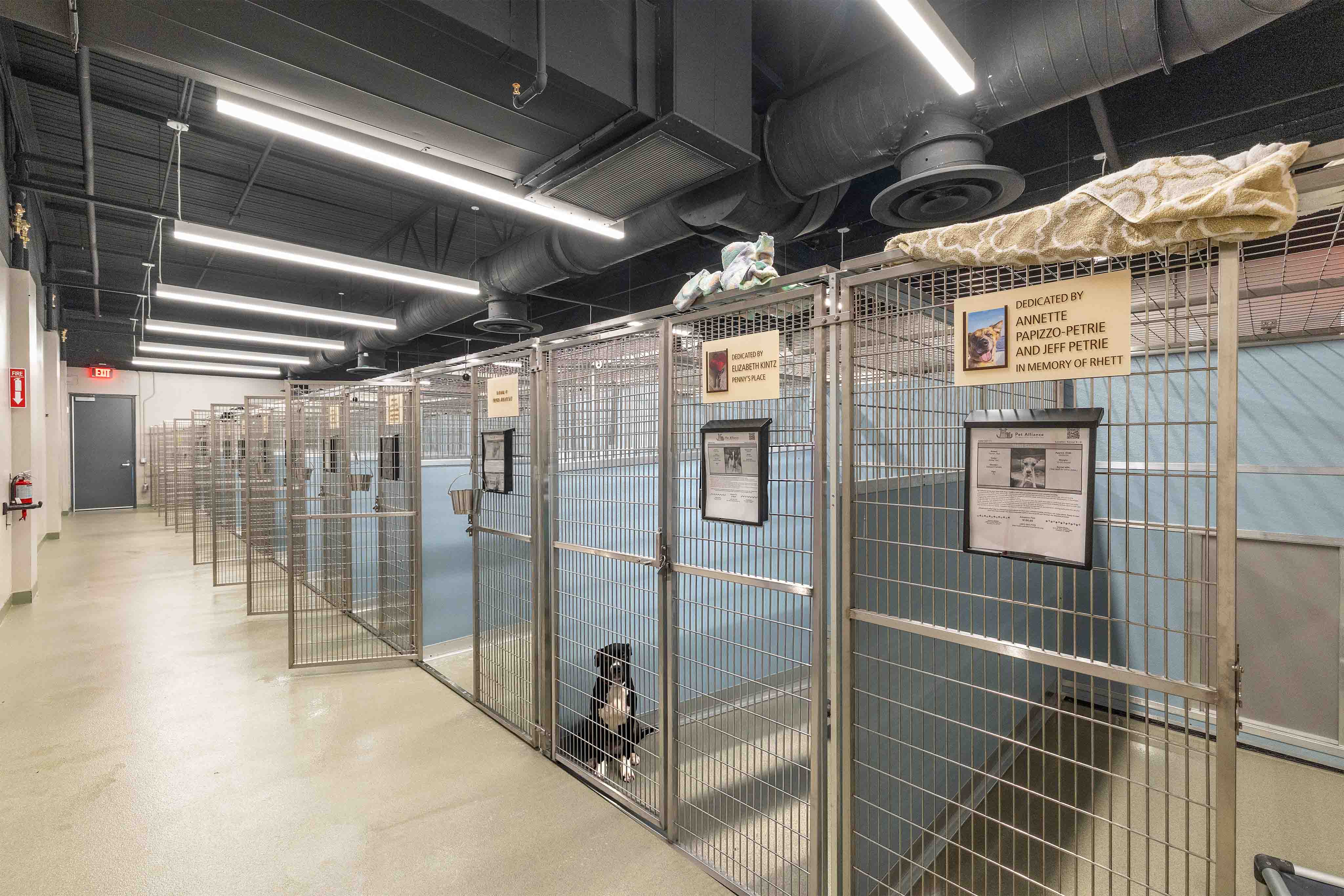 PAGO-BlueKennelswithDog-Under1MB