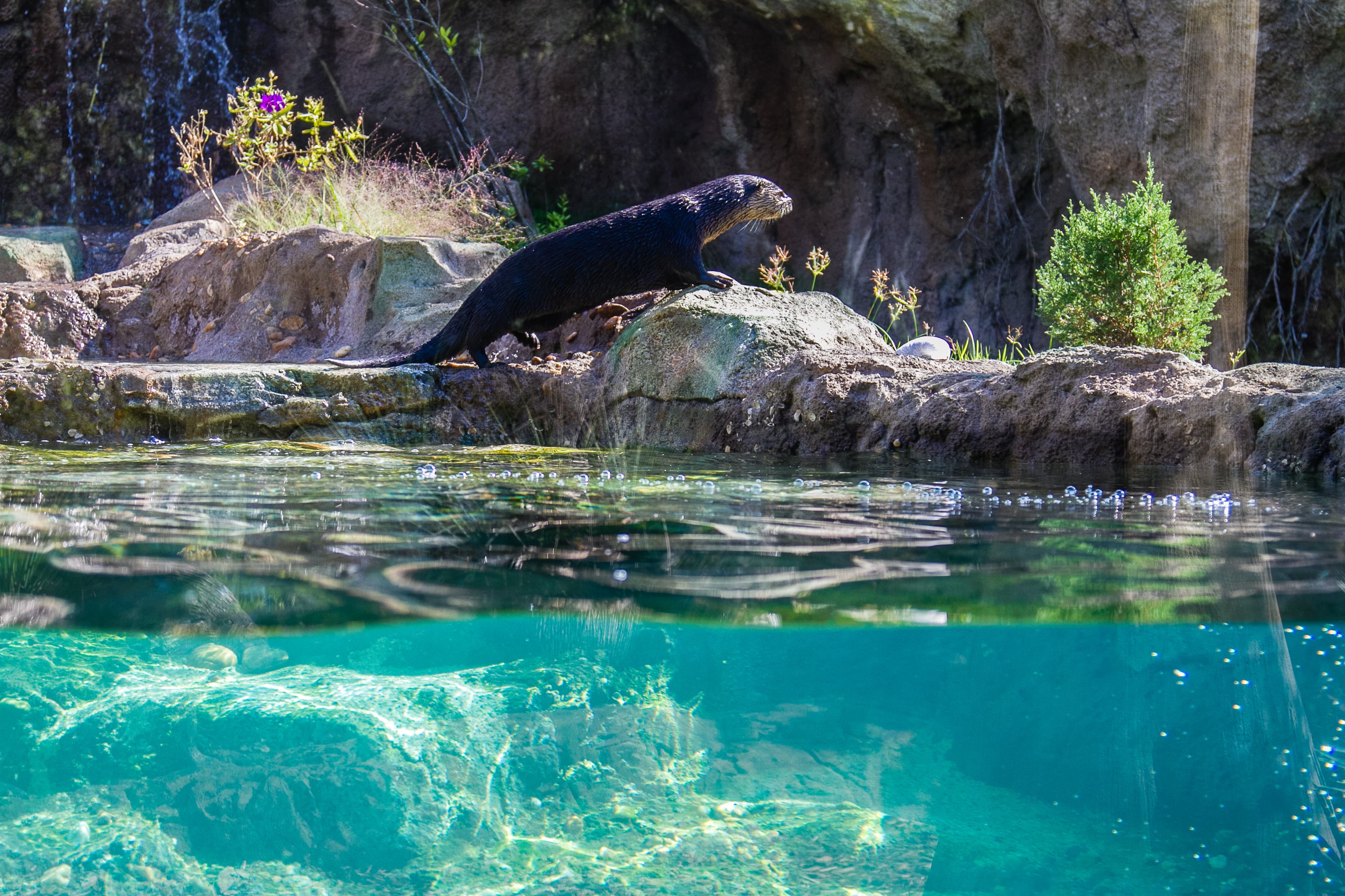 Photo North American River Otter Exhibit - 5